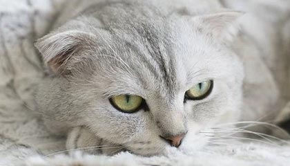 华体会官方网站登录-东亚杯中国足球惨败 球员状态不稳定，东亚杯中国队