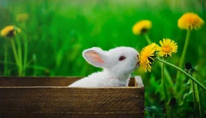 华体会官方网站首页-中国篮球职业联赛球队战术体系创新分析，中国篮球技术